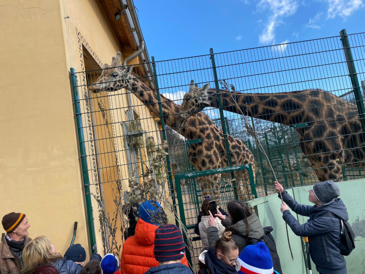 SAS akce nĂˇvĹˇtÄ›va Zoo - KrmenĂ­ Ĺľiraf - Ăşnor 2022